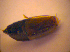  ( - BC ZSM COL 02442)  @12 [ ] CreativeCommons - Attribution Non-Commercial Share-Alike (2010) Zoologische Staatssammlung Muenchen SNSB, Zoologische Staatssammlung Muenchen