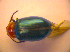  ( - BC ZSM COL 02450)  @12 [ ] CreativeCommons - Attribution Non-Commercial Share-Alike (2010) Zoologische Staatssammlung Muenchen SNSB, Zoologische Staatssammlung Muenchen