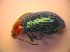  ( - BC ZSM COL 02451)  @12 [ ] CreativeCommons - Attribution Non-Commercial Share-Alike (2010) Zoologische Staatssammlung Muenchen SNSB, Zoologische Staatssammlung Muenchen