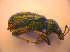  ( - BC ZSM COL 02453)  @12 [ ] CreativeCommons - Attribution Non-Commercial Share-Alike (2010) Zoologische Staatssammlung Muenchen SNSB, Zoologische Staatssammlung Muenchen