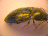  ( - BC ZSM COL 02470)  @11 [ ] CreativeCommons - Attribution Non-Commercial Share-Alike (2010) Zoologische Staatssammlung Muenchen SNSB, Zoologische Staatssammlung Muenchen