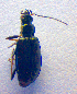  ( - BC ZSM COL 02481)  @12 [ ] CreativeCommons - Attribution Non-Commercial Share-Alike (2010) Zoologische Staatssammlung Muenchen SNSB, Zoologische Staatssammlung Muenchen