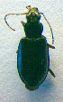  ( - BC ZSM COL 02482)  @12 [ ] CreativeCommons - Attribution Non-Commercial Share-Alike (2010) Zoologische Staatssammlung Muenchen SNSB, Zoologische Staatssammlung Muenchen
