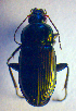  ( - BC ZSM COL 02488)  @12 [ ] CreativeCommons - Attribution Non-Commercial Share-Alike (2010) Zoologische Staatssammlung Muenchen SNSB, Zoologische Staatssammlung Muenchen
