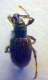  ( - BC ZSM COL 02502)  @12 [ ] CreativeCommons - Attribution Non-Commercial Share-Alike (2010) Zoologische Staatssammlung Muenchen SNSB, Zoologische Staatssammlung Muenchen