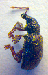  ( - BC ZSM COL 02503)  @12 [ ] CreativeCommons - Attribution Non-Commercial Share-Alike (2010) Zoologische Staatssammlung Muenchen SNSB, Zoologische Staatssammlung Muenchen