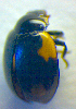  ( - BC ZSM COL 02505)  @13 [ ] CreativeCommons - Attribution Non-Commercial Share-Alike (2010) Zoologische Staatssammlung Muenchen SNSB, Zoologische Staatssammlung Muenchen