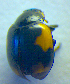 ( - BC ZSM COL 02506)  @13 [ ] CreativeCommons - Attribution Non-Commercial Share-Alike (2010) Zoologische Staatssammlung Muenchen SNSB, Zoologische Staatssammlung Muenchen