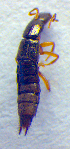  ( - BC ZSM COL 02509)  @12 [ ] CreativeCommons - Attribution Non-Commercial Share-Alike (2010) Zoologische Staatssammlung Muenchen SNSB, Zoologische Staatssammlung Muenchen