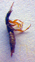  ( - BC ZSM COL 02510)  @12 [ ] CreativeCommons - Attribution Non-Commercial Share-Alike (2010) Zoologische Staatssammlung Muenchen SNSB, Zoologische Staatssammlung Muenchen
