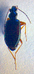  (Bembidion fulvipes - BC ZSM COL 02520)  @12 [ ] CreativeCommons - Attribution Non-Commercial Share-Alike (2010) Zoologische Staatssammlung Muenchen SNSB, Zoologische Staatssammlung Muenchen