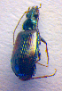  ( - BC ZSM COL 02526)  @12 [ ] CreativeCommons - Attribution Non-Commercial Share-Alike (2010) Zoologische Staatssammlung Muenchen SNSB, Zoologische Staatssammlung Muenchen