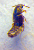  ( - BC ZSM COL 02538)  @12 [ ] CreativeCommons - Attribution Non-Commercial Share-Alike (2010) Zoologische Staatssammlung Muenchen SNSB, Zoologische Staatssammlung Muenchen