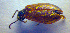  ( - BC ZSM COL 02560)  @12 [ ] CreativeCommons - Attribution Non-Commercial Share-Alike (2010) Zoologische Staatssammlung Muenchen SNSB, Zoologische Staatssammlung Muenchen
