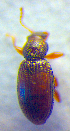  ( - BC ZSM COL 02611)  @11 [ ] CreativeCommons - Attribution Non-Commercial Share-Alike (2010) Zoologische Staatssammlung Muenchen SNSB, Zoologische Staatssammlung Muenchen
