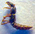  ( - BC ZSM COL 02617)  @12 [ ] CreativeCommons - Attribution Non-Commercial Share-Alike (2010) Zoologische Staatssammlung Muenchen SNSB, Zoologische Staatssammlung Muenchen