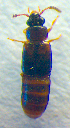  ( - BC ZSM COL 02618)  @12 [ ] CreativeCommons - Attribution Non-Commercial Share-Alike (2010) Zoologische Staatssammlung Muenchen SNSB, Zoologische Staatssammlung Muenchen
