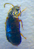  ( - BC ZSM COL 02619)  @12 [ ] CreativeCommons - Attribution Non-Commercial Share-Alike (2010) Zoologische Staatssammlung Muenchen SNSB, Zoologische Staatssammlung Muenchen