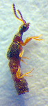  ( - BC ZSM COL 02640)  @12 [ ] CreativeCommons - Attribution Non-Commercial Share-Alike (2010) Zoologische Staatssammlung Muenchen SNSB, Zoologische Staatssammlung Muenchen