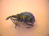  (Cyanapion spencii - BC ZSM COL 02650)  @13 [ ] CreativeCommons - Attribution Non-Commercial Share-Alike (2010) Zoologische Staatssammlung Muenchen SNSB, Zoologische Staatssammlung Muenchen
