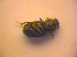  ( - BC ZSM COL 02661)  @12 [ ] CreativeCommons - Attribution Non-Commercial Share-Alike (2010) Zoologische Staatssammlung Muenchen SNSB, Zoologische Staatssammlung Muenchen