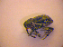  ( - BC ZSM COL 02664)  @12 [ ] CreativeCommons - Attribution Non-Commercial Share-Alike (2010) Zoologische Staatssammlung Muenchen SNSB, Zoologische Staatssammlung Muenchen