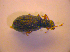 ( - BC ZSM COL 02665)  @12 [ ] CreativeCommons - Attribution Non-Commercial Share-Alike (2010) Zoologische Staatssammlung Muenchen SNSB, Zoologische Staatssammlung Muenchen
