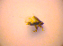  ( - BC ZSM COL 02685)  @12 [ ] CreativeCommons - Attribution Non-Commercial Share-Alike (2010) Zoologische Staatssammlung Muenchen SNSB, Zoologische Staatssammlung Muenchen