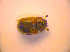  ( - BC ZSM COL 02721)  @11 [ ] CreativeCommons - Attribution Non-Commercial Share-Alike (2010) Zoologische Staatssammlung Muenchen SNSB, Zoologische Staatssammlung Muenchen