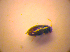  (Ptenidium brenskei - BC ZSM COL 03234)  @12 [ ] CreativeCommons - Attribution Non-Commercial Share-Alike (2010) Zoologische Staatssammlung Muenchen SNSB, Zoologische Staatssammlung Muenchen