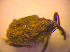  ( - BC ZSM COL 03238)  @12 [ ] CreativeCommons - Attribution Non-Commercial Share-Alike (2010) Zoologische Staatssammlung Muenchen SNSB, Zoologische Staatssammlung Muenchen