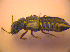  ( - BC ZSM COL 03263)  @12 [ ] CreativeCommons - Attribution Non-Commercial Share-Alike (2010) Zoologische Staatssammlung Muenchen SNSB, Zoologische Staatssammlung Muenchen