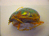  ( - BC ZSM COL 03282)  @12 [ ] CreativeCommons - Attribution Non-Commercial Share-Alike (2010) Zoologische Staatssammlung Muenchen SNSB, Zoologische Staatssammlung Muenchen