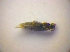  ( - BC ZSM COL 03316)  @11 [ ] CreativeCommons - Attribution Non-Commercial Share-Alike (2010) Zoologische Staatssammlung Muenchen SNSB, Zoologische Staatssammlung Muenchen