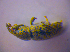  ( - BFB_Col_FK_4001)  @11 [ ] CreativeCommons - Attribution Non-Commercial Share-Alike (2012) Zoologische Staatssammlung Muenchen SNSB, Zoologische Staatssammlung Muenchen
