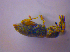  ( - BFB_Col_FK_4005)  @12 [ ] CreativeCommons - Attribution Non-Commercial Share-Alike (2012) Zoologische Staatssammlung Muenchen SNSB, Zoologische Staatssammlung Muenchen