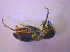  ( - BFB_Col_FK_4013)  @12 [ ] CreativeCommons - Attribution Non-Commercial Share-Alike (2012) Zoologische Staatssammlung Muenchen SNSB, Zoologische Staatssammlung Muenchen