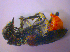  ( - BFB_Col_FK_4014)  @11 [ ] CreativeCommons - Attribution Non-Commercial Share-Alike (2012) Zoologische Staatssammlung Muenchen SNSB, Zoologische Staatssammlung Muenchen