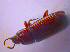  ( - BFB_Col_FK_4015)  @11 [ ] CreativeCommons - Attribution Non-Commercial Share-Alike (2012) Zoologische Staatssammlung Muenchen SNSB, Zoologische Staatssammlung Muenchen