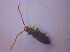  ( - BFB_Col_FK_4021)  @12 [ ] CreativeCommons - Attribution Non-Commercial Share-Alike (2012) Zoologische Staatssammlung Muenchen SNSB, Zoologische Staatssammlung Muenchen