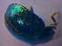  ( - BFB_Col_FK_4058)  @12 [ ] CreativeCommons - Attribution Non-Commercial Share-Alike (2012) Zoologische Staatssammlung Muenchen SNSB, Zoologische Staatssammlung Muenchen