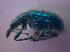  (Lasiorhynchites cavifrons - BFB_Col_FK_4070)  @12 [ ] CreativeCommons - Attribution Non-Commercial Share-Alike (2012) Zoologische Staatssammlung Muenchen SNSB, Zoologische Staatssammlung Muenchen