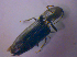  ( - BFB_Col_FK_4074)  @12 [ ] CreativeCommons - Attribution Non-Commercial Share-Alike (2012) Zoologische Staatssammlung Muenchen SNSB, Zoologische Staatssammlung Muenchen