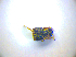  (Micropeplus marietti - BFB_Col_FK_3448)  @11 [ ] CreativeCommons - Attribution Non-Commercial Share-Alike (2012) Zoologische Staatssammlung Muenchen SNSB, Zoologische Staatssammlung Muenchen