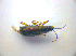  ( - BFB_Col_FK_3470)  @11 [ ] CreativeCommons - Attribution Non-Commercial Share-Alike (2012) Zoologische Staatssammlung Muenchen SNSB, Zoologische Staatssammlung Muenchen