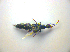  ( - BFB_Col_FK_3476)  @12 [ ] CreativeCommons - Attribution Non-Commercial Share-Alike (2012) Zoologische Staatssammlung Muenchen SNSB, Zoologische Staatssammlung Muenchen