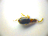  ( - BFB_Col_FK_3501)  @13 [ ] CreativeCommons - Attribution Non-Commercial Share-Alike (2012) Zoologische Staatssammlung Muenchen SNSB, Zoologische Staatssammlung Muenchen