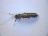  ( - BC ZSM COL 03144)  @11 [ ] CreativeCommons - Attribution Non-Commercial Share-Alike (2012) Zoologische Staatssammlung Muenchen SNSB, Zoologische Staatssammlung Muenchen