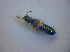  ( - BC ZSM COL 03156)  @11 [ ] CreativeCommons - Attribution Non-Commercial Share-Alike (2012) Zoologische Staatssammlung Muenchen SNSB, Zoologische Staatssammlung Muenchen