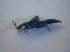  ( - BC ZSM COL 03160)  @12 [ ] CreativeCommons - Attribution Non-Commercial Share-Alike (2012) Zoologische Staatssammlung Muenchen SNSB, Zoologische Staatssammlung Muenchen